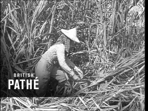 Sugar Harvest In Taiwan  (1958)
