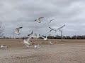 Ring Billed Gulls In Slow Motion