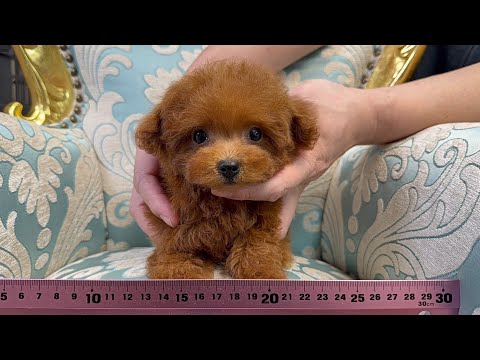 YouTube動画のサムネイル