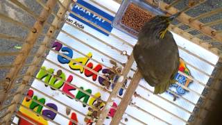 Download lagu Merbah lekir bukit kori langkawi mp3