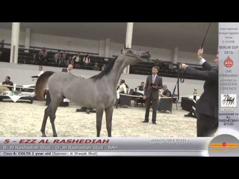 N.5 EZZ AL RASHEDIAH - Berlin Cup S-Show Werder 2015 - Colts 1 year old (Class 6)