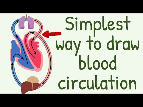 The Simplest way to show the blood circulation  || Systemic Circulation & Pulmonary Circulation