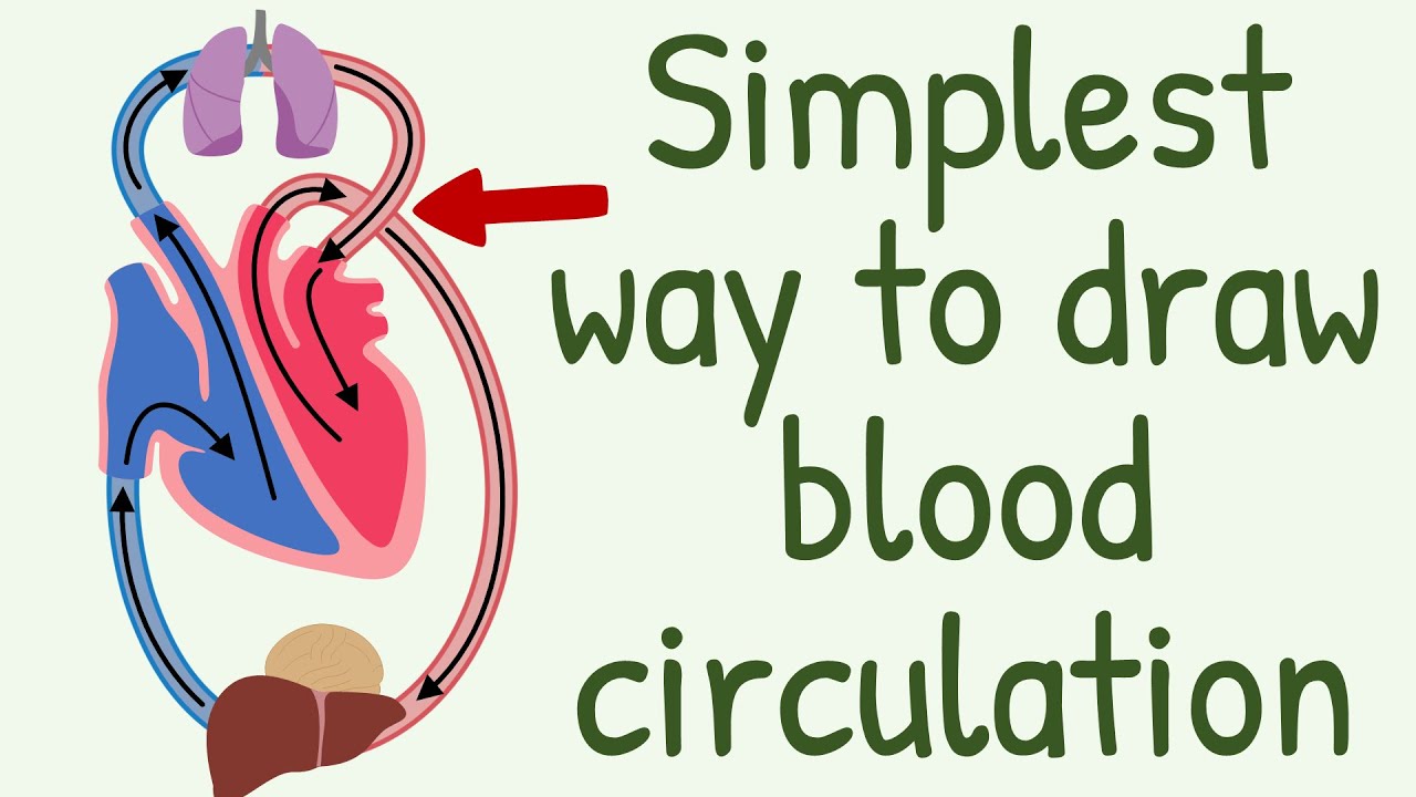 The Simplest way to show the blood circulation || Systemic Circulation & Pulmonary Circulation
