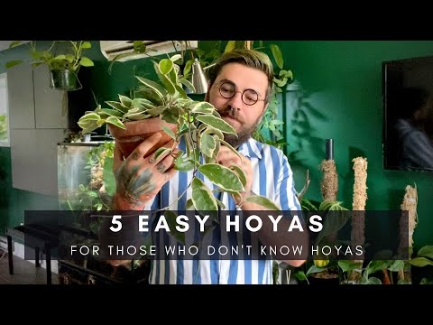 5 Easy to Grow and Easy to Care for Collector Hoyas | Plants of Instagram | Ep 108
