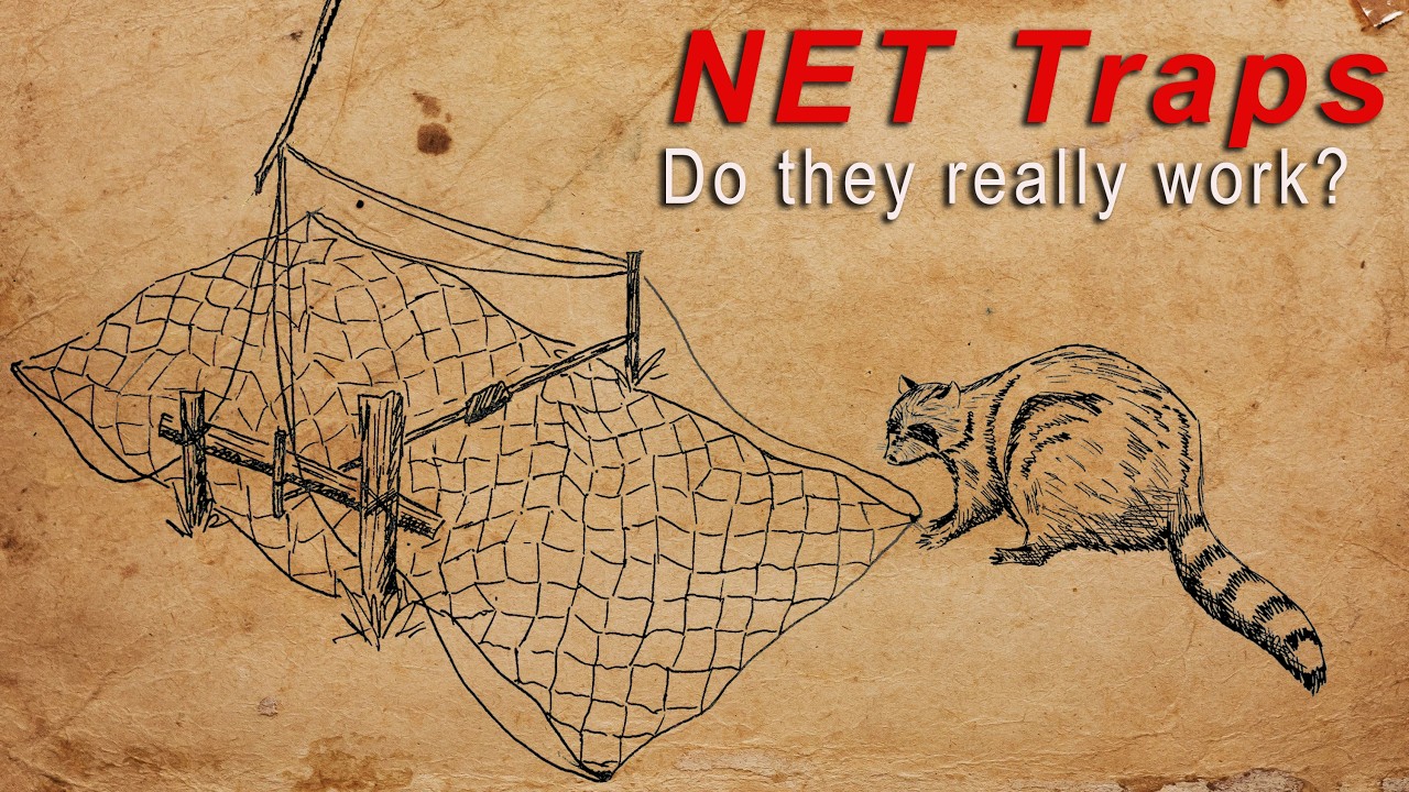 Using Classic Net Traps To Catch Raccoons In ACTION