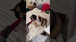 Download lagu Part 99 #funny #cat#BehindTheScenes mp3