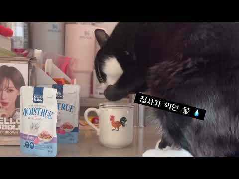 물을 잘 먹는 고양이는 예쁘다