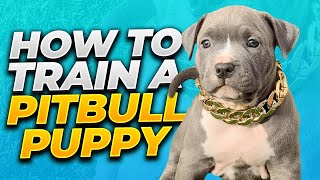 How To Train A Pitbull Puppy | Tips On Raising A Pitbull Puppy