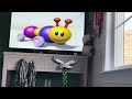 Closing To World Animals 2003 VHS