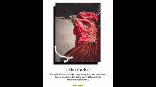 Download lagu Story WA PSHT Keren Ayam Jago mp3