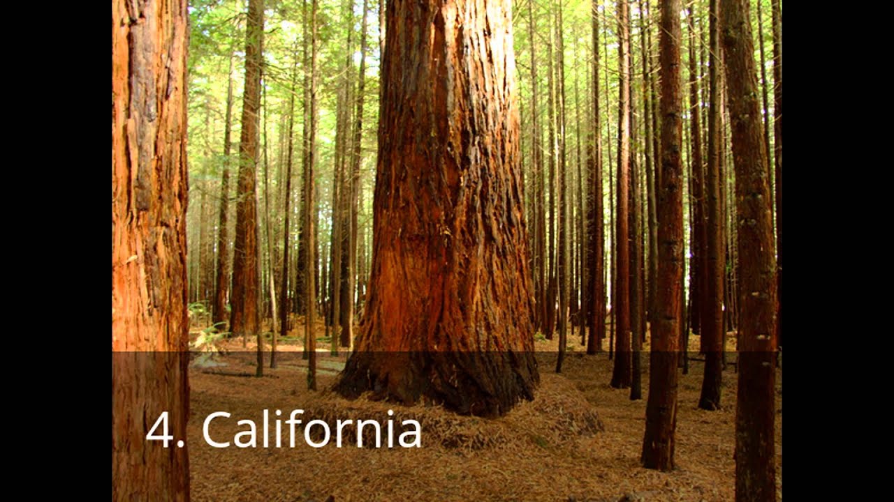 Which states have the most national forest? Tipseri