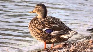 preview picture of video 'Ptice Hrvatske - Divlja patka, ženka (Anas platyrhynchos) (Birds of Croatia - Mallard, female) (1/3)'