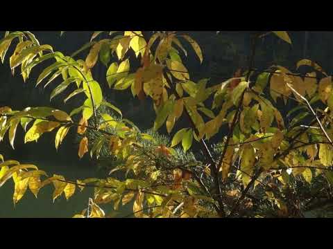 Z dobrych przeczuć   wyk  Juliusz Godzina  38  Studio Piosenki   reż  Janusz Gast