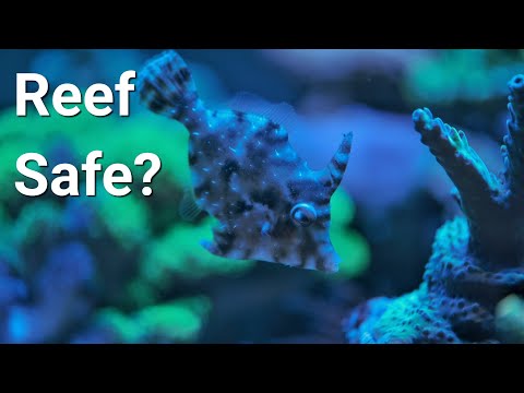 Watch This Before You Get An Aiptasia Eating File Fish