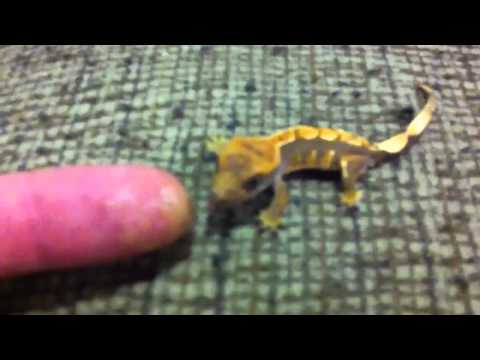 Hand fed baby crested gecko
