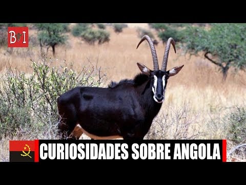 10 CURIOSIDADES QUE DEVES SABER SOBRE ANGOLA!!