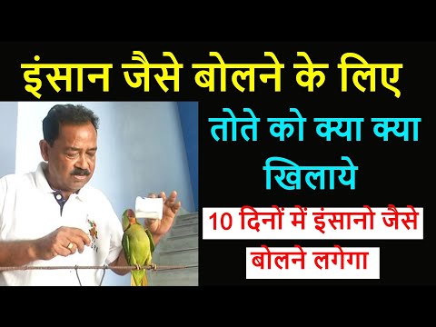 अपने तोते को क्या क्या खिलाये ! parrot ko kya khilaye !