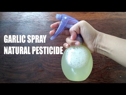 image-Is garlic spray safe to spray on plants?Is garlic spray safe to spray on plants?