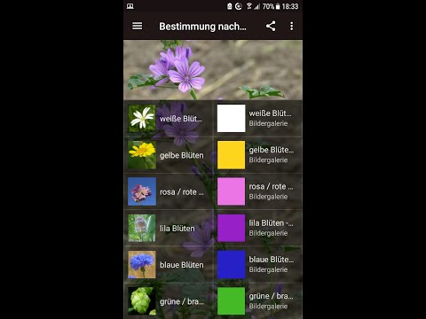 Bestimmung nach Blütenfarben Video