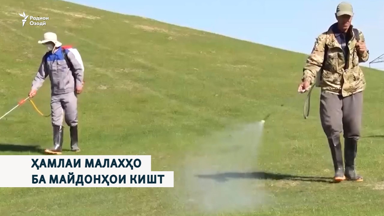 Ҳамлаи малахҳо ба майдонҳои кишт