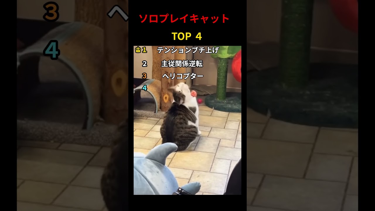 ソロプレイキャットTOP4 #shorts