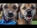Adopting A Blind And Deaf 15 Year Old Dog