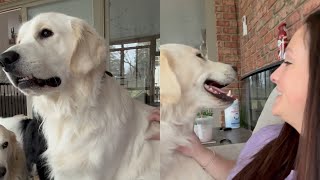 Golden Retriever Pup Gets Spooked By Landscapers