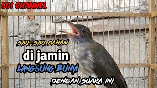 Download lagu Suara pancingan buat burung bayeman bahan,,, agar cepat bunyi mp3 Download lagu Suara pancingan buat burung bayeman bahan,,, agar cepat bunyi mp3