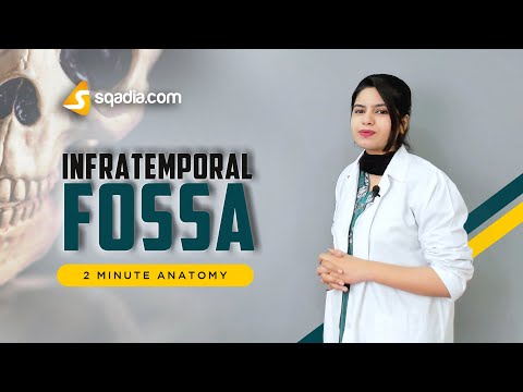 2-Minute Anatomy: Infratemporal Fossa | Neuro-Anatomy