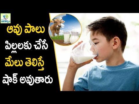 Cow milk health benefits