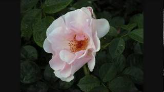 Ben Harper - Don&#39;t give up on me now