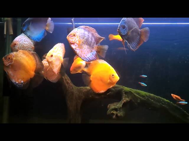 Discus Fish Tank [HD] / Aquário Discos
