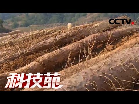 《科技苑》 20180303 躺着长的山药 | CCTV农业