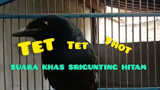 Download lagu SUARA BURUNG SRIGUNTING HITAM GACOR mp3 Download lagu SUARA BURUNG SRIGUNTING HITAM GACOR mp3