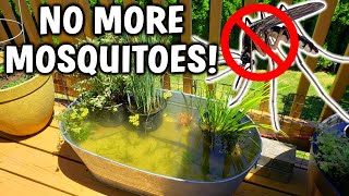 3 EASY Ways To PREVENT Mosquitoes In Your Pond!