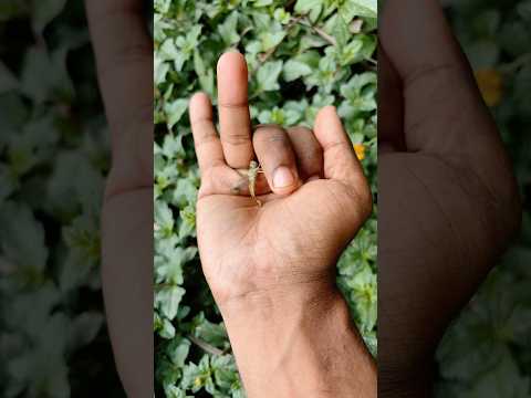 the largest shiny beetle I have ever found of itskind 🦟#insects#nature# beautifulinsects#p1183