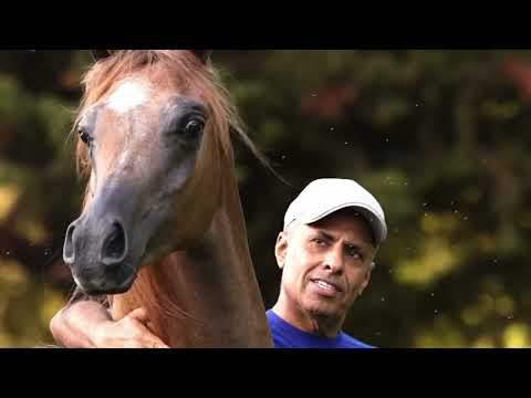 NOOR MUDHAR (D Seraj x Nahhaba Al Zobair) - Mudhar Stud