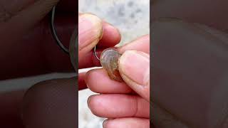 Download lagu How to Hook Shrimp Effectively - Simple and Efficient! mp3
