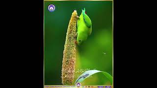 چاو بگێرن بۆ نیعمەتەكانی خودا