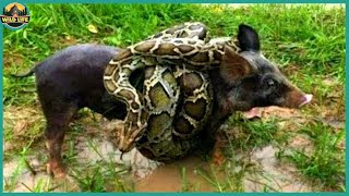 8 Crazy Vicious Hunting Moments Of Savage Anacondas