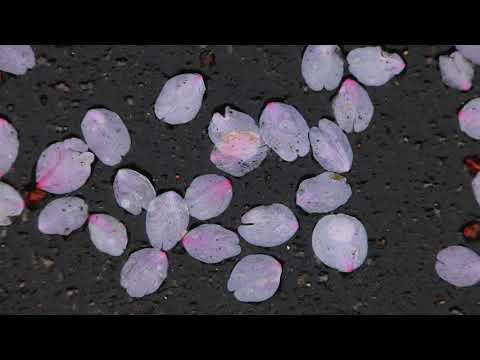 映像作家 保山耕一氏 による「奈良、時の雫」　長屋門編