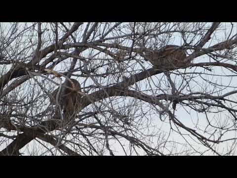 P1570591  Bobcat Interaction