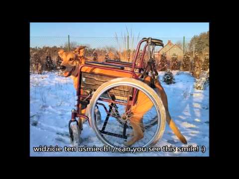 Aza - wózek inwalidzki dla psa, dyskopatia, a wheelchair for dog, discopathy