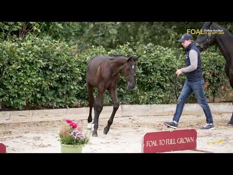 Lot 18