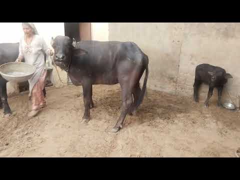 MPD IN BUFFALO clinical examination @DrNRMehra #ve #desmotomy#surgeryrecovery #symptom#animals