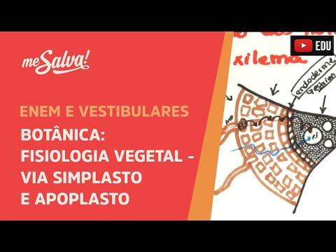 Me Salva! BOT24 - Botânica - Fisiologia vegetal: Via simplasto e apoplasto( caminho até o xilema )