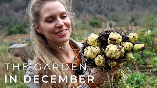 The Garden in December