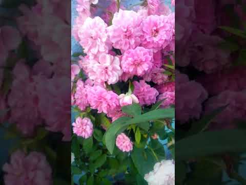 my garden lovely flowers 🙂