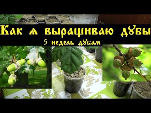 Как я выращиваю дубы.  5 недель дубам.