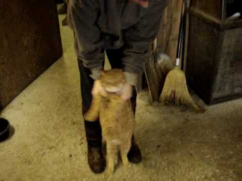 MAL -  BRINGING SEXY BACK